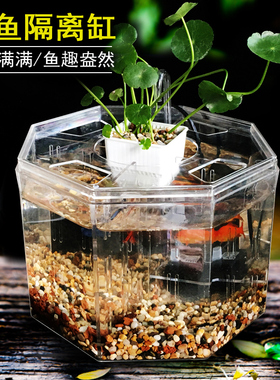 小型斗鱼缸亚克力隔离盒斗鱼盒桌面鱼缸观赏鱼小鱼缸繁殖水泵过滤