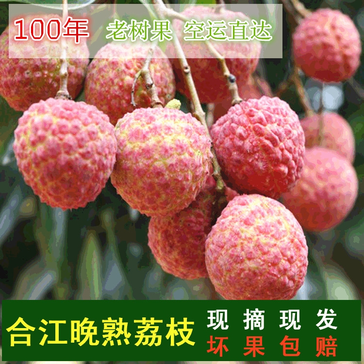 包郵四川合江荔枝新鮮晚熟荔枝帶綠大紅袍妃子笑現(xiàn)摘現(xiàn)發(fā)壞果包賠