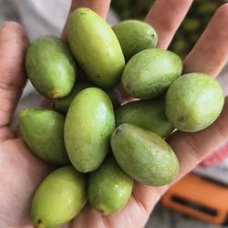 2斤装四川合江青果新鲜橄榄青橄榄现摘清热煲汤泡茶孕妇水果包邮