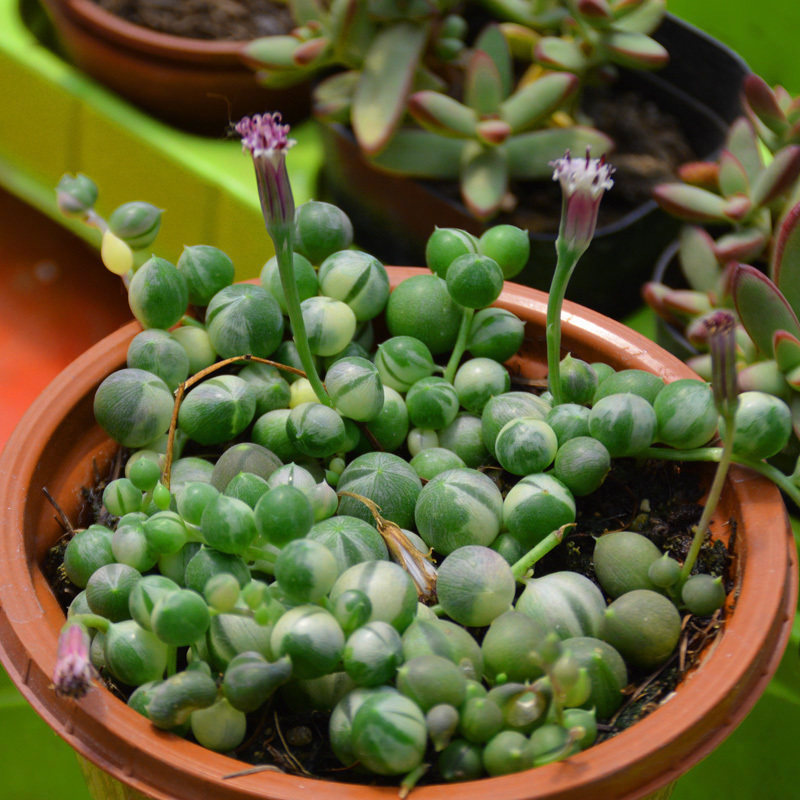佛株錦多肉植物珍珠吊蘭盆栽綠植 佛珠吊蘭 情人淚原盆種好發貨在類目 鮮花速遞/花卉仿真/綠植園藝, 花卉/綠植盆栽（新）, 多肉植物中 - 來自Buy2taobao.com提供專業的淘寶代購服務