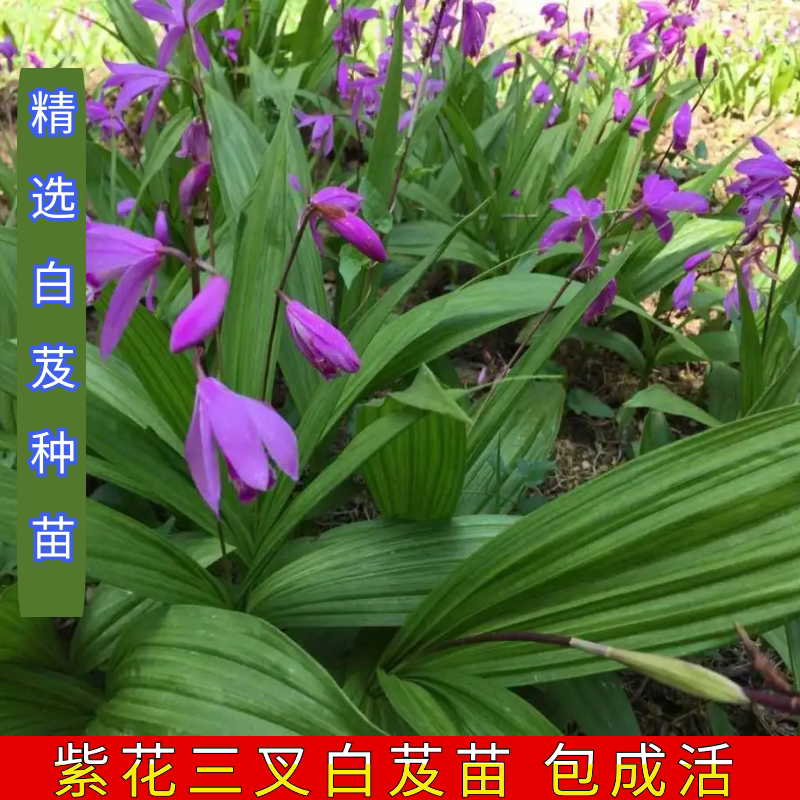 新鲜白芨种苗现挖正宗紫花三叉旱