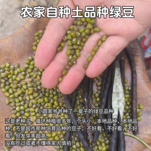 2026江西农家老种子绿豆新货煮绿豆汤发豆芽晒干未水洗