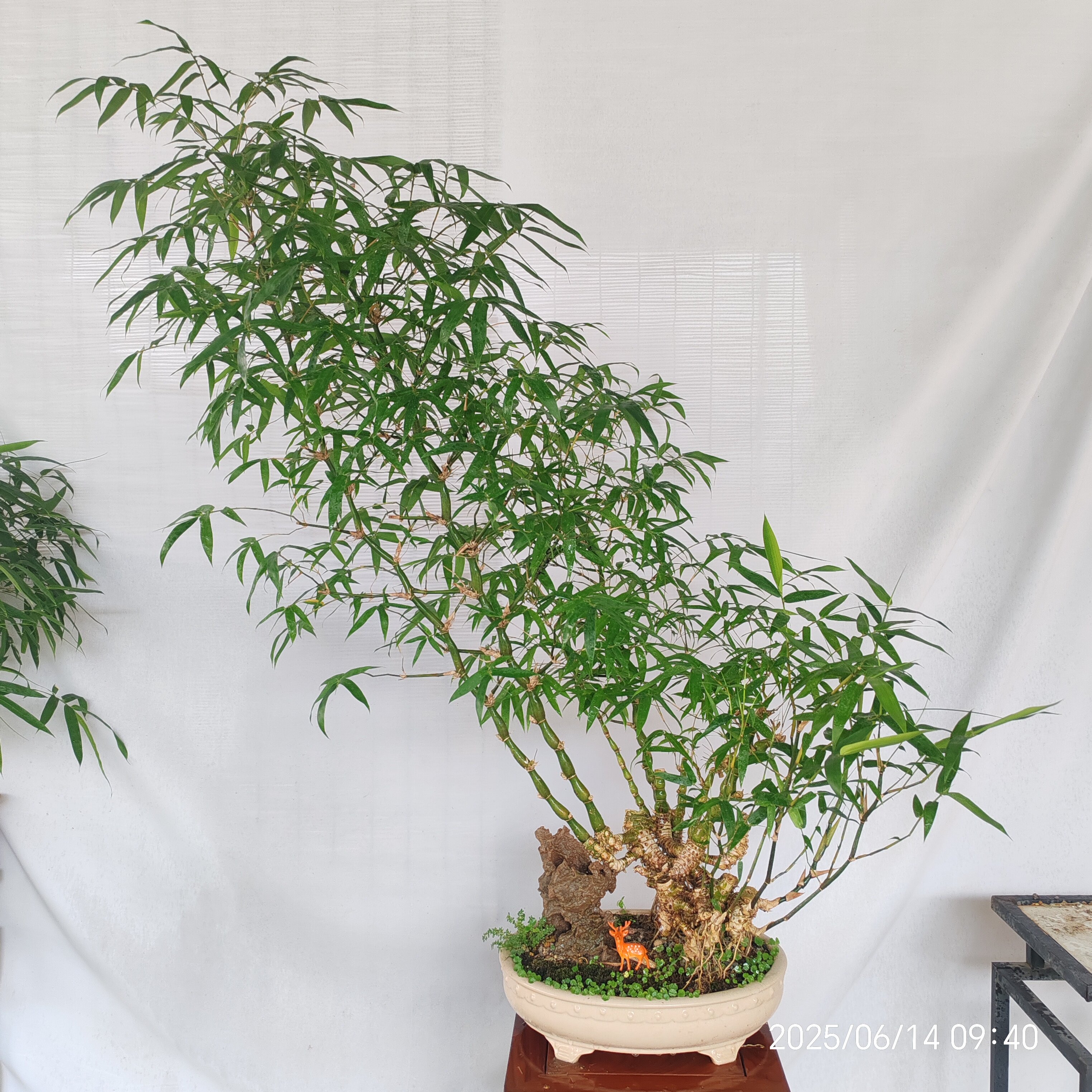 提根丛林式翡翠佛肚竹盆景老桩一桌面绿植