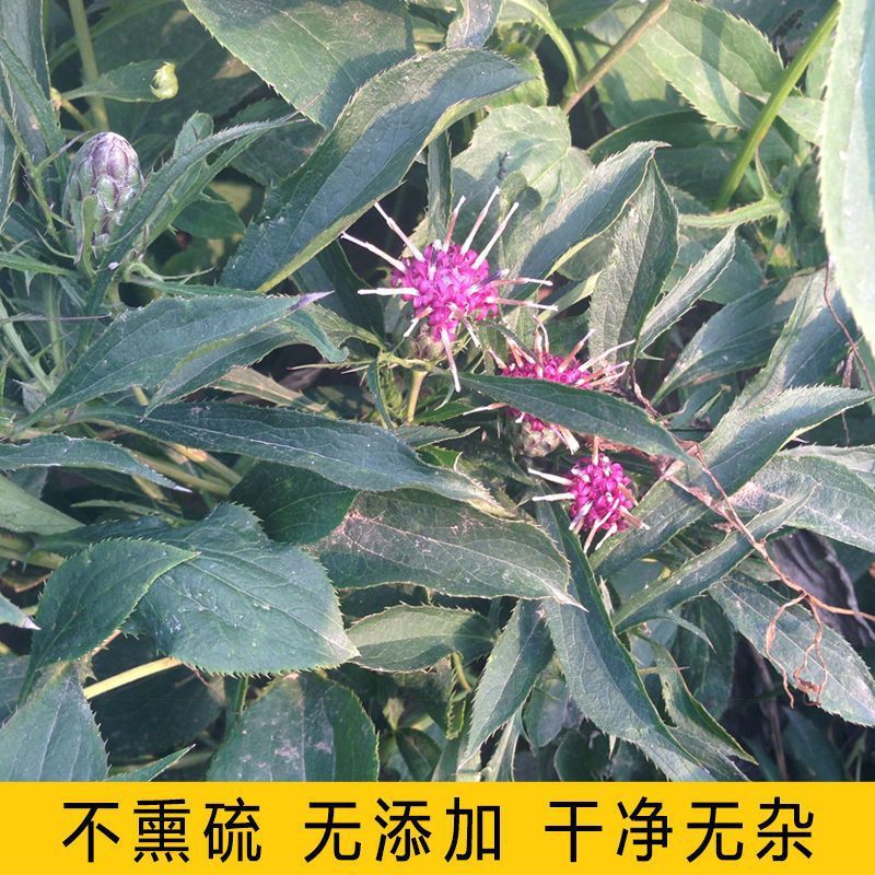 白术种子春秋种植亩产3500斤高产量高收益中药材改良白术种籽