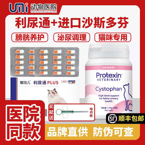 英国沙斯多芬猫咪泌尿应激宠物