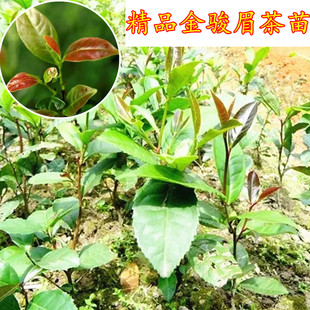 现挖带土金骏眉茶苗盆栽红茶树苗正山小种茶叶树苗乌龙茶叶树苗