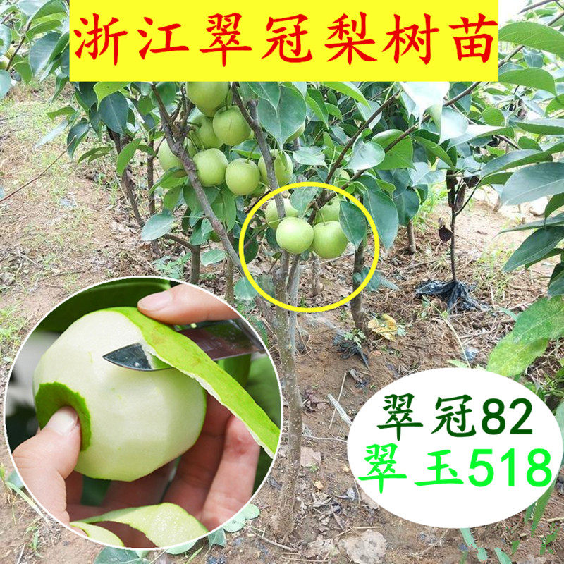 浙江新品种翠玉梨518树苗 青梨脆冠梨树带果发货苹果梨蜜梨果树苗