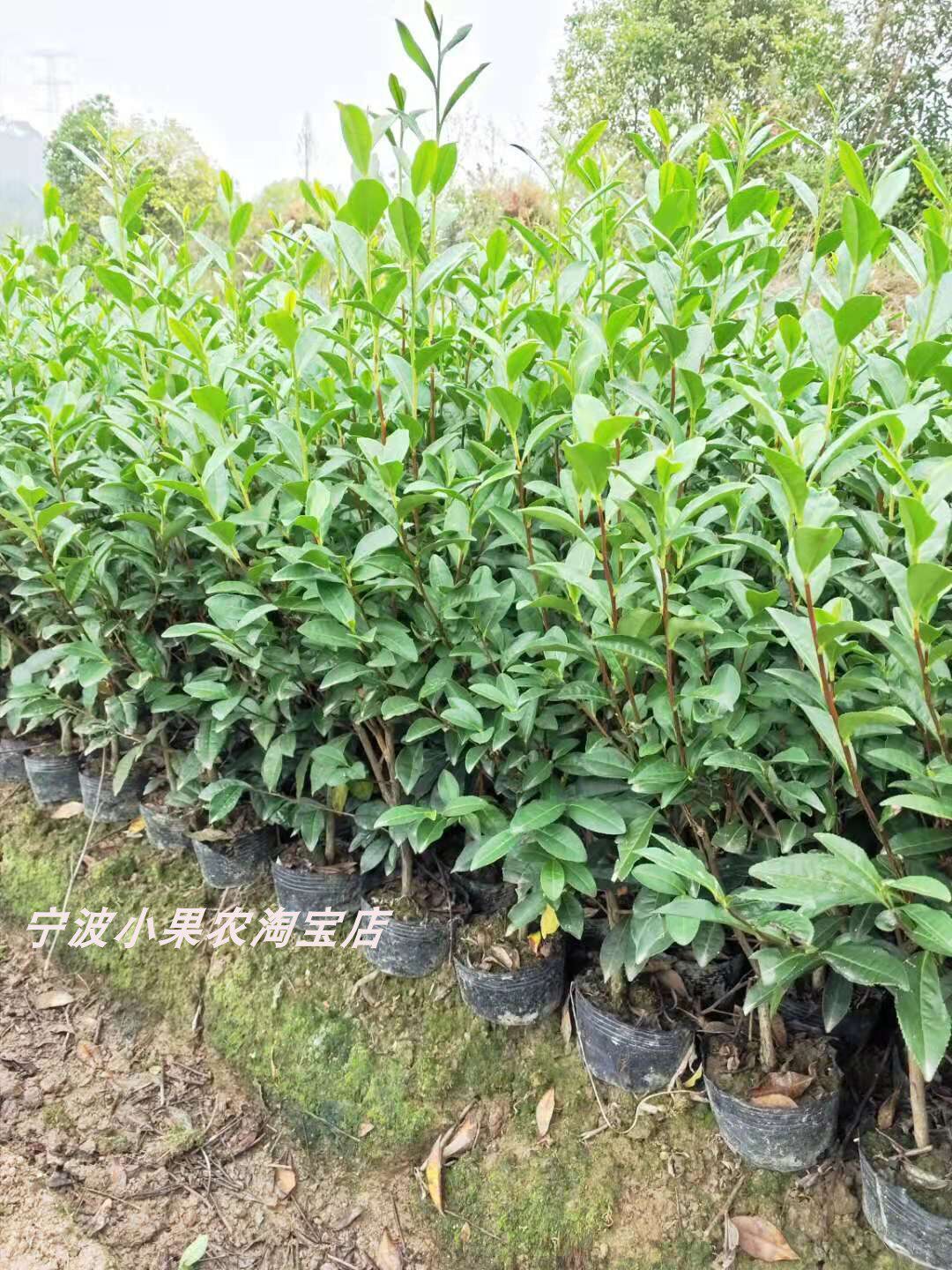 西湖龙井茶叶树苗含盆发货 盆栽碧螺春铁观音黄金芽营养杯茶树苗