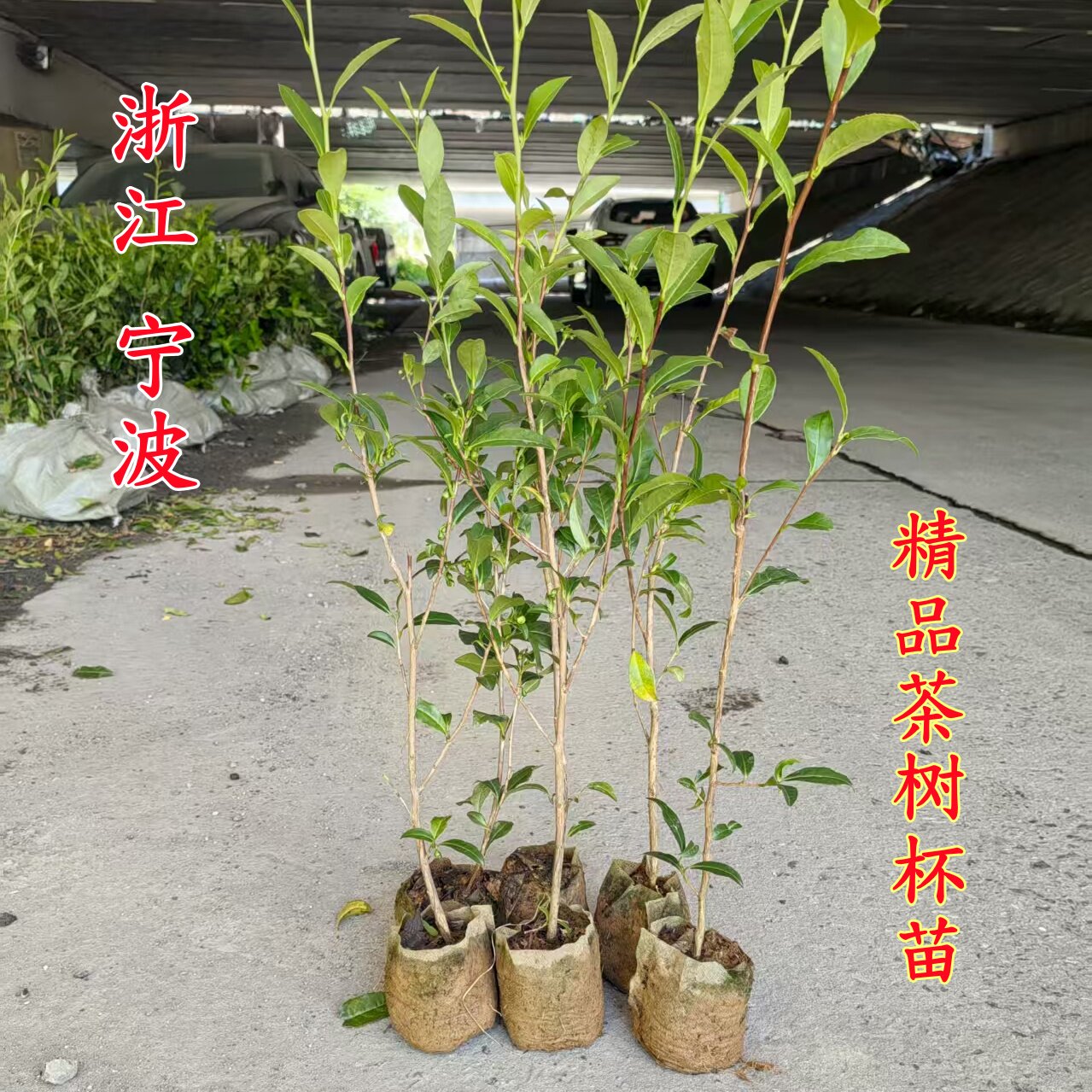 适合南北方种植美植袋龙井茶苗营养杯毛尖茶树无纺布袋黄金芽茶苗