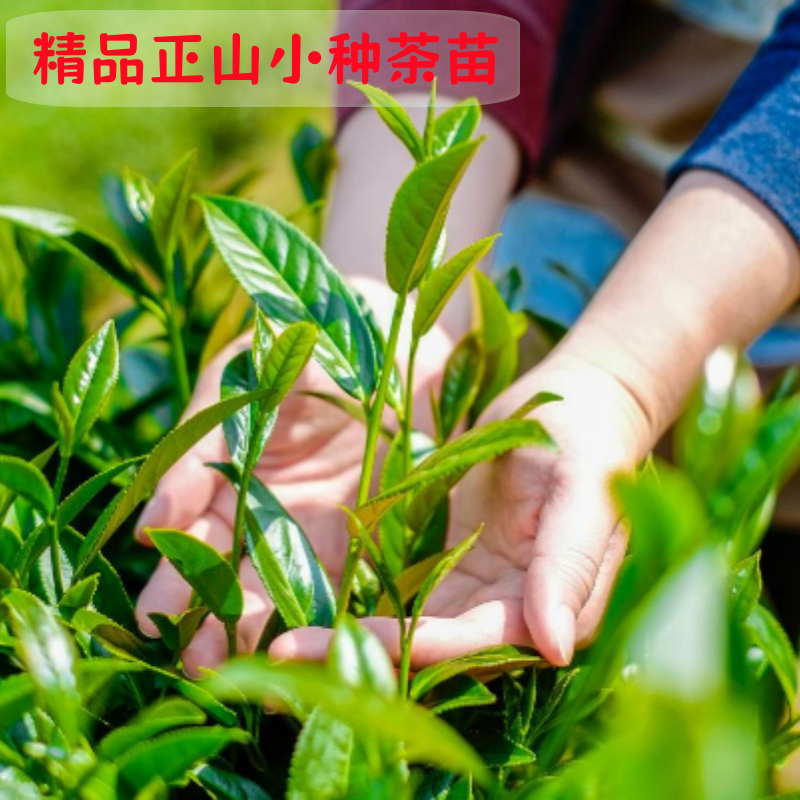 正品正山小种茶叶树苗