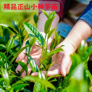原土营养杯正山小种茶叶树苗 红茶树苗 乌龙茶老桩 功夫茶叶苗
