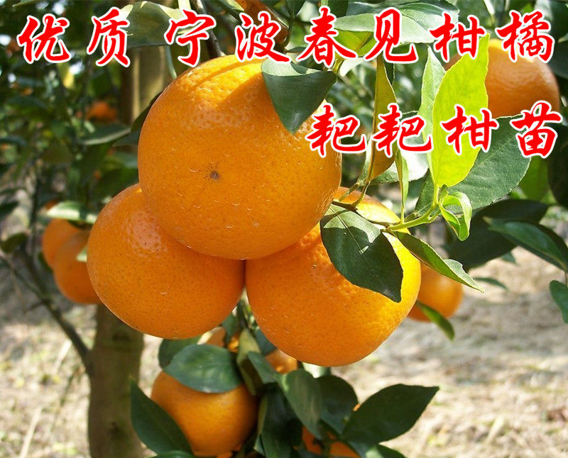 浙江宁波春见柑橘树苗 盆栽耙耙柑果树可地栽庭院粑粑柑果树苗