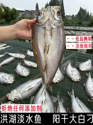 湖北洪湖阳干大白刁淡水鱼无添加