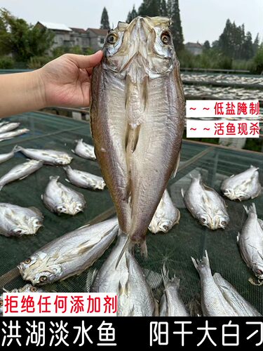 湖北洪湖阳干大白刁淡水鱼无添加