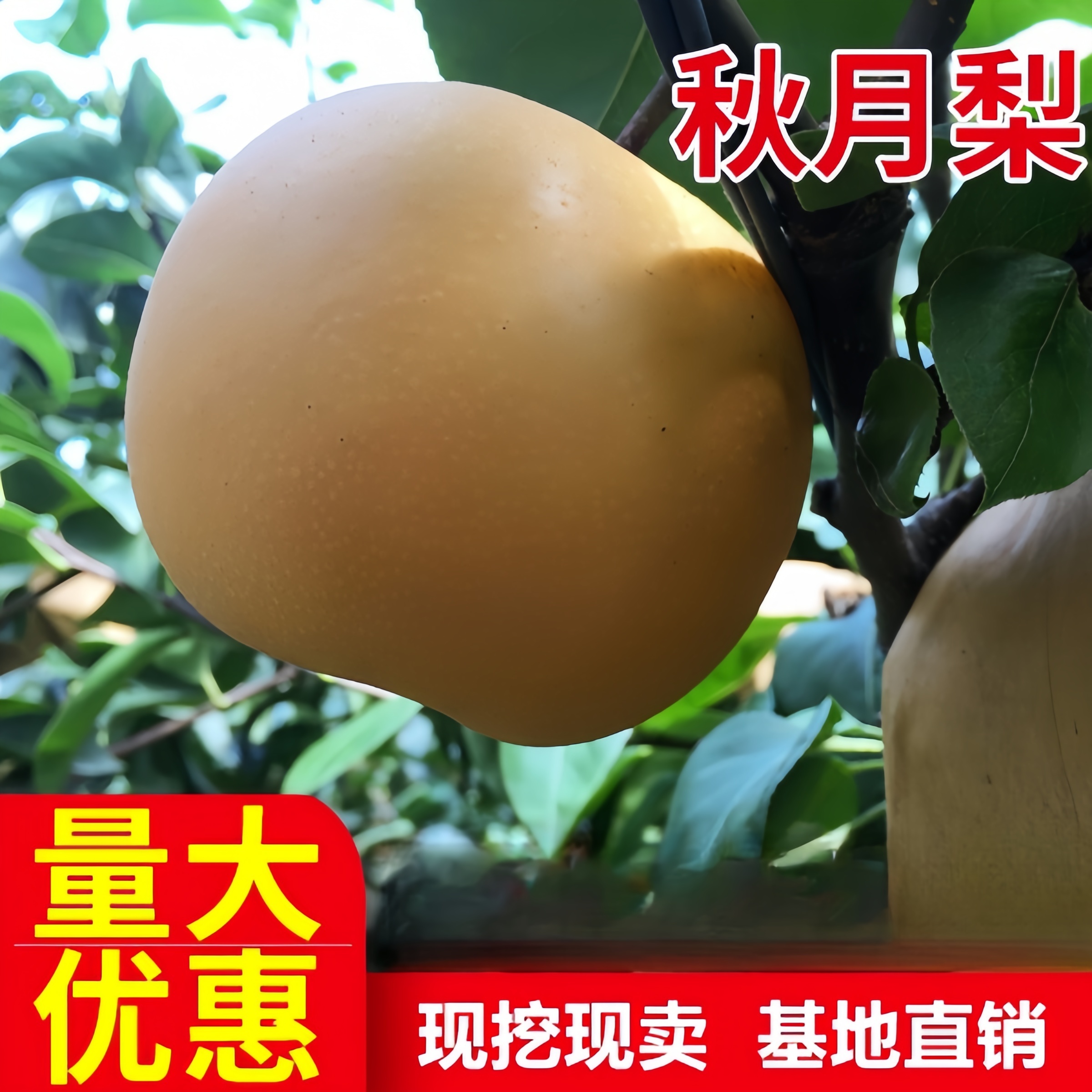 秋月梨树果苗活苗南北方庭院盆栽地栽种植特大阳台嫁接苗当年结果