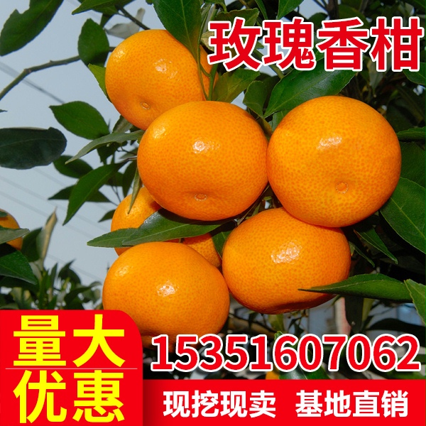 桔子苗玫瑰香柑树苗 嫁接柑橘新品种柑桔苗 玫瑰香柑橘苗12月成熟