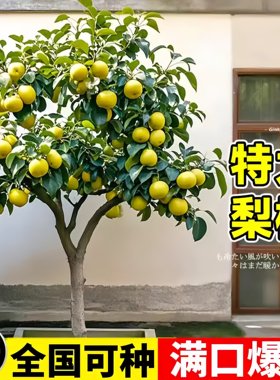 当年结果带土梨树苗盆栽南北通栽