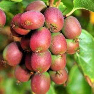 安娜软枣猕猴桃苗果树苗盆栽当年结果软枣子猕猴桃树苗南北方种植