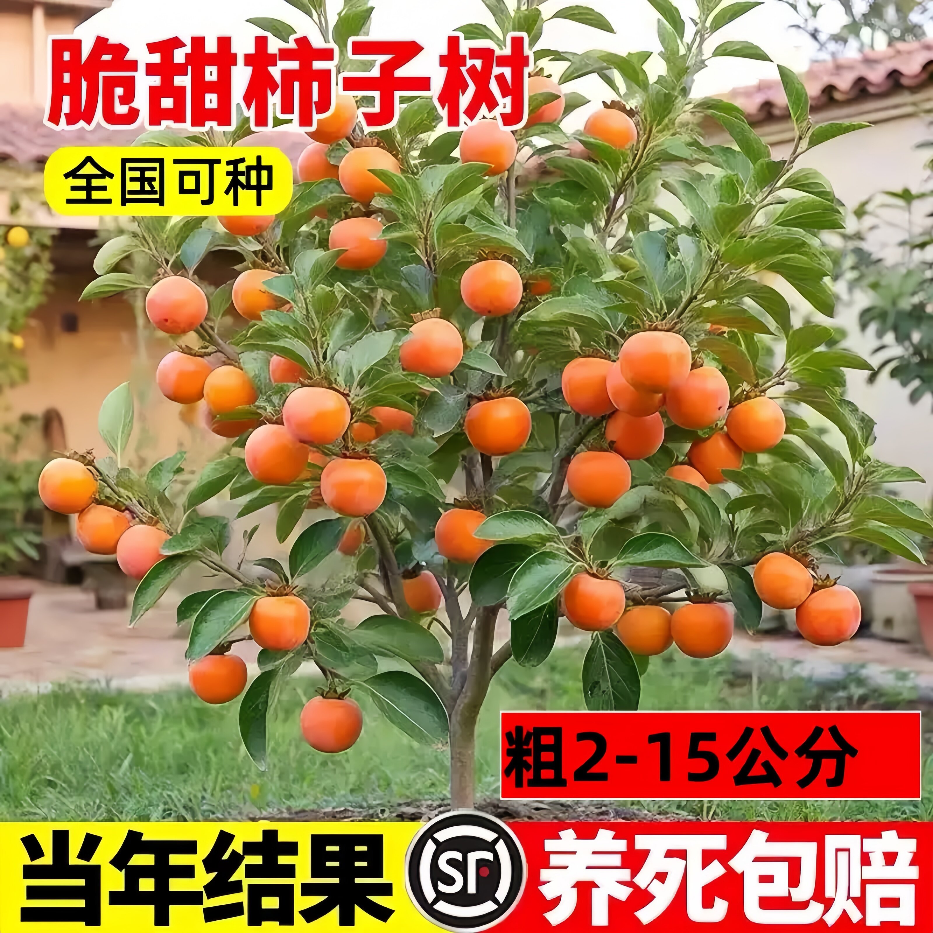 柿子苗树庭院果树特大无核脆甜牛心火晶太秋南北方种植柿子树果苗
