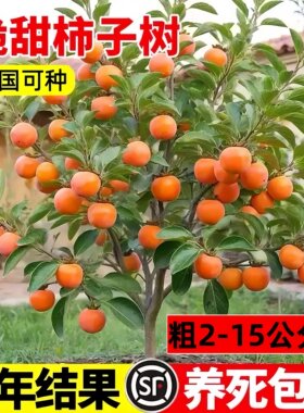 无核脆甜牛心火晶柿子苗当年结果
