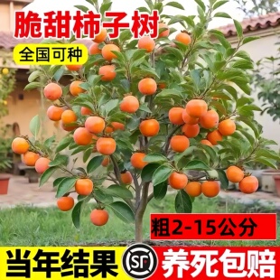 柿子苗树庭院果树特大无核脆甜牛心火晶太秋南北方种植柿子树果苗