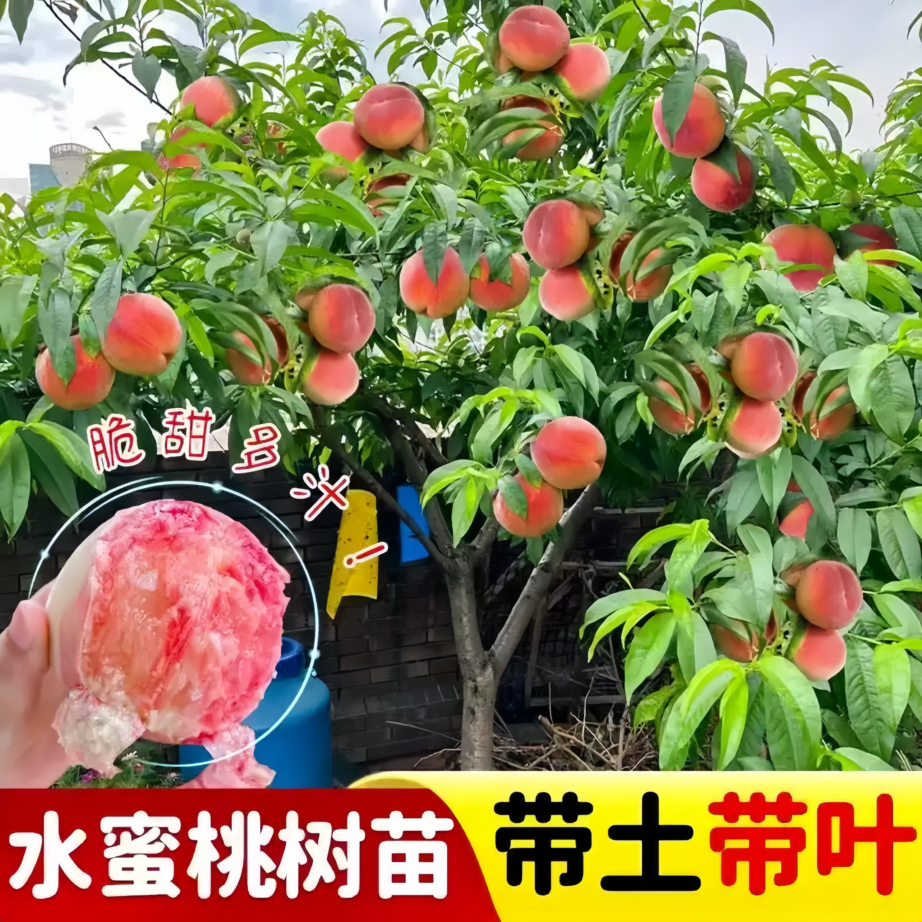水蜜桃树苗特大冬桃嫁接树苗南北方四季种植桃树果苗盆栽当年结果