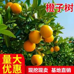 桂橙1号无核蜜橙苗 鹿寨蜜橙树苗当年结果 嫁接橙子苗甜橙果树苗
