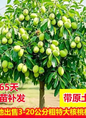 大号薄皮8518核桃苗南北方可种
