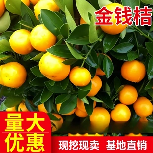 嫁接金桔树苗 脆皮蜜甜桔 金钱桔树苗盆栽地栽金橘苗当年结果包邮