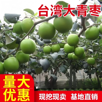 树苗庭院嫁接包成活台湾大青枣