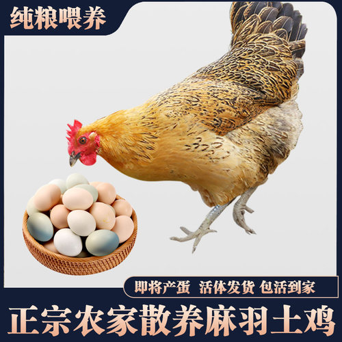 3斤麻羽母鸡青脚包健康疫苗齐全