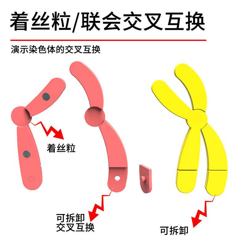 减数分裂63中染色减体变化模型组件磁吸式染教色体速裂分模型学仪