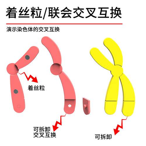 减数分裂63中染色减体变化模型组件磁吸式染教色体速裂分模型学仪