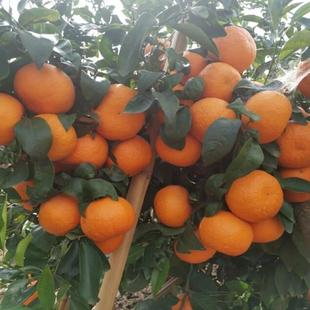 直播间（一物一拍）柑橘桔子树苗沃柑砂糖橘嫁接苗红美人苗盆栽