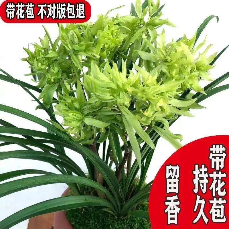 春兰奇花卉花开富贵浓香型花养勤花勤芽绿植盆栽阳台客厅卧室庭院