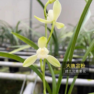 包对版建兰素花名品大唐宫粉四季兰花名贵素心花绿植盆栽花卉包邮