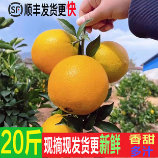 正宗江西赣南脐橙信丰精品橙子20斤包邮应季新鲜甜橙孕妇榨汁水果