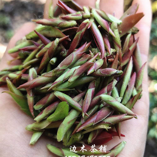 2026年春茶紫芽苞生茶云南普洱茶生茶野生古树紫芽苞茶散茶 - 封面