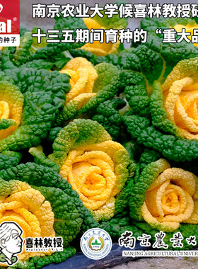 基地种植黄心乌理想种业秋季种植