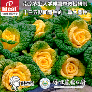 乌塌菜黄心乌种子小白菜种孑秋季耐寒基地品ideal理想农业黄玫瑰