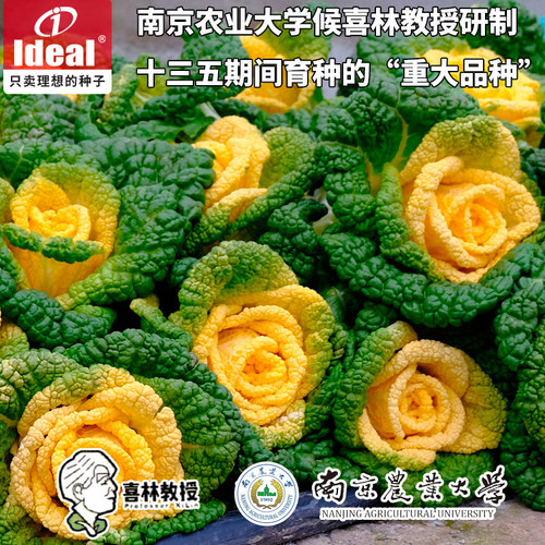 基地种植黄心乌理想种业秋季种植