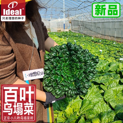 理想农业乌塌菜籽耐寒早熟纤维少