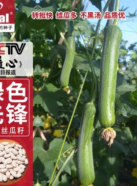 丝瓜种子理想农业绿色先锋丝瓜种子高产早熟ideal肉线丝瓜种子