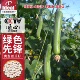 丝瓜种子理想农业绿色先锋丝瓜种子高产早熟ideal肉线丝瓜种子