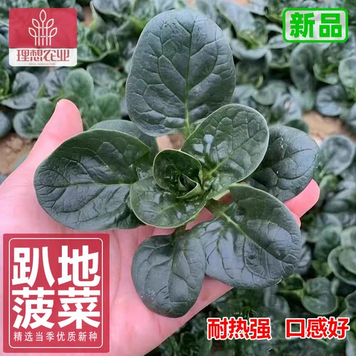 趴地菠菜种子耐热菠菜夏季秋季阳台盆栽庭院易种理想农业趴地菠