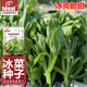冰菜种子四季 冰菜可生吃耐热速生阳台盆栽ideal理想农业理想种业