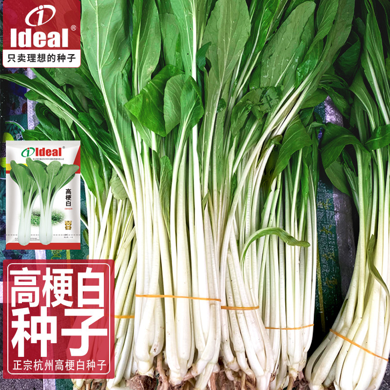 高梗白种子正宗杭州早油冬高脚白种籽高杆白菜种子长梗白菜长白梗,鲜花速递/花卉仿真/绿植园艺,家庭园艺种子,淘宝优惠券,粉丝福利购,淘宝优惠卷