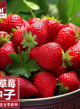 ideal理想农业理想种业四季红白奶油草莓种籽子室内阳台水果盆栽