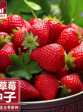 ideal春秋草莓种籽原味红草莓