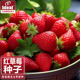 ideal理想农业理想种业四季 红白奶油草莓种籽子室内阳台水果盆栽
